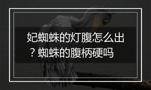妃蜘蛛的灯腹怎么出？蜘蛛的腹柄硬吗